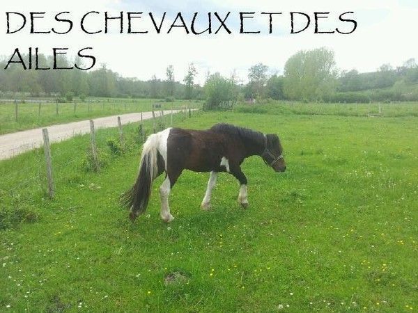 le camion l'emmènera vers un aller sans retour :(